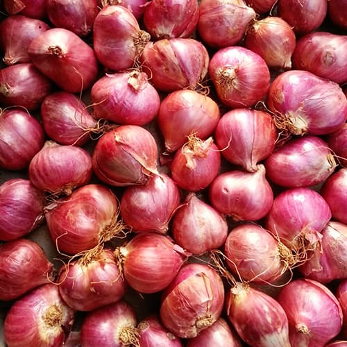 Podisu Shallots